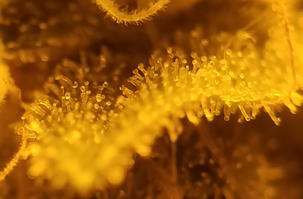 trichomes_week_7_day_1.PNG