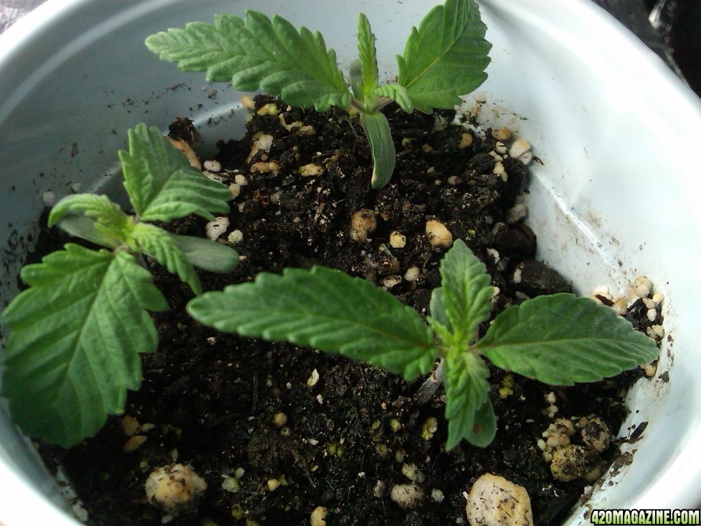 un_named_seedlings_from_3rd_germination_about_8_days_from_planting_seed_.jpg