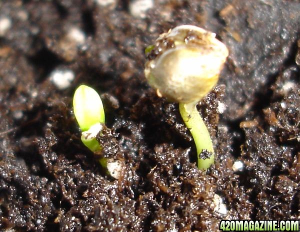 up-12-16-sprout.jpg