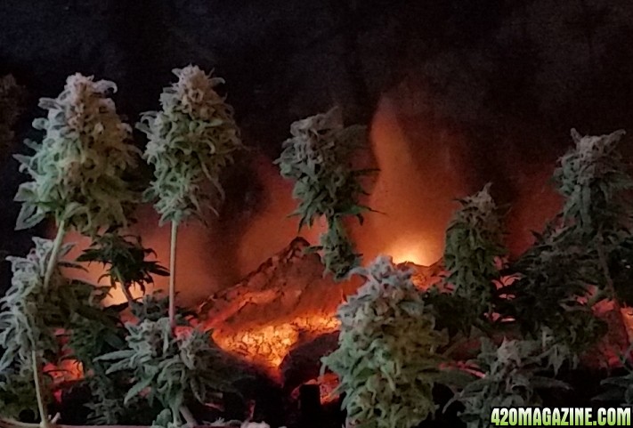 volcano_cannabis_1.jpg