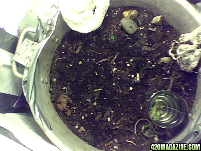 w1-3_sprouts_12_29_day_3.jpg