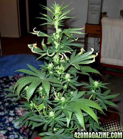 whole_plant_2ft_cropped1.jpg