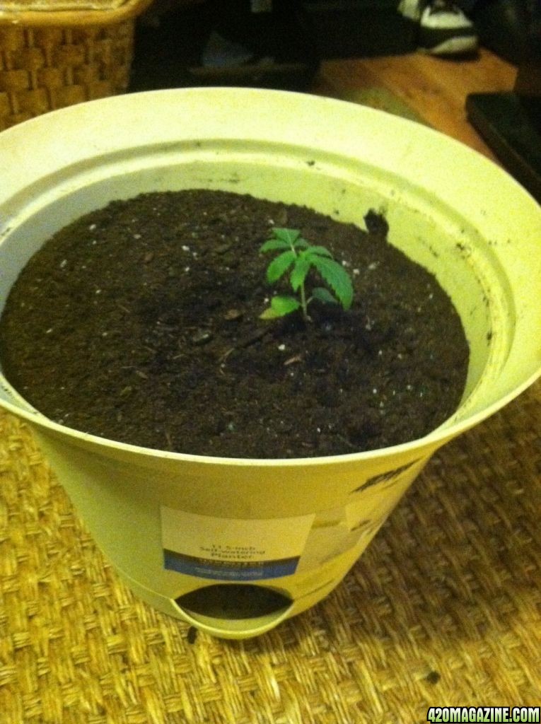 woman_repotted2.jpg