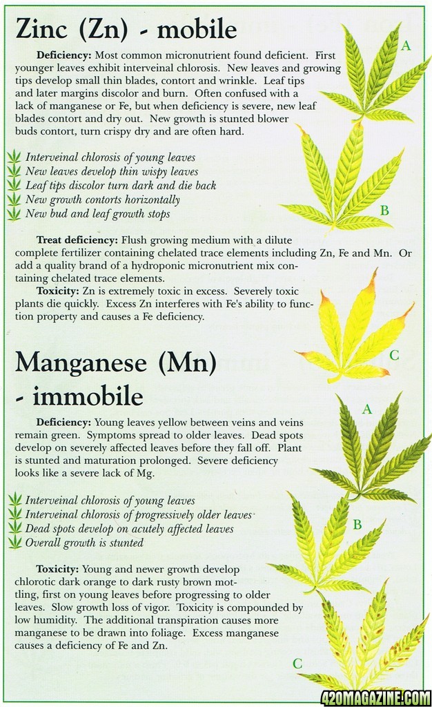 zinc_zn_manganese_mn_marijuana_weed_nutrient_problem.jpg