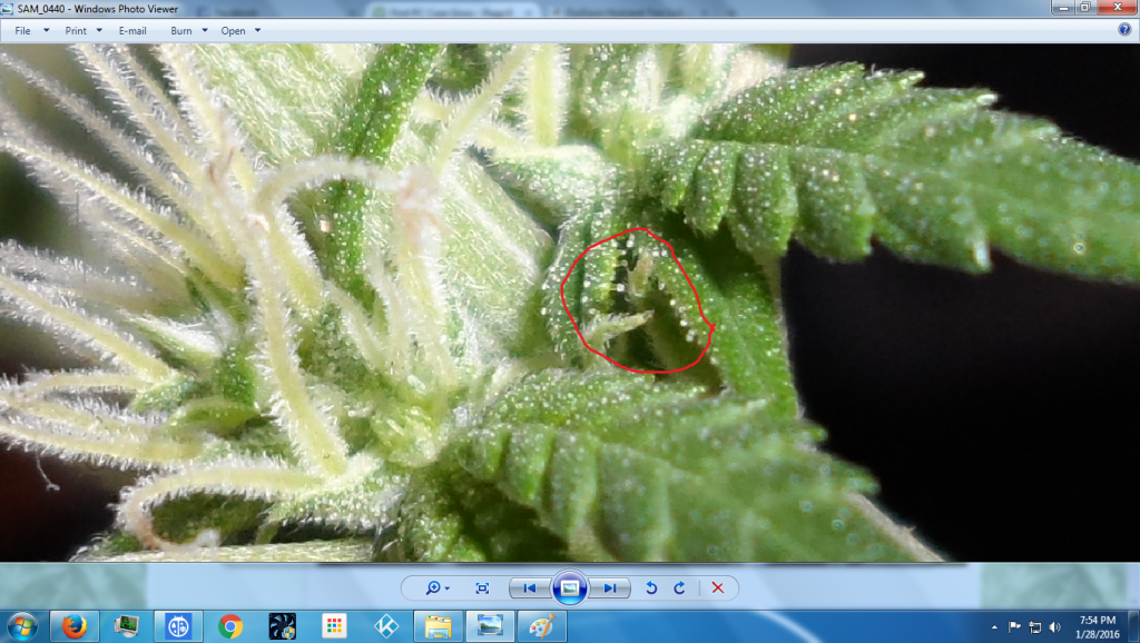 zoom_trichomes.png