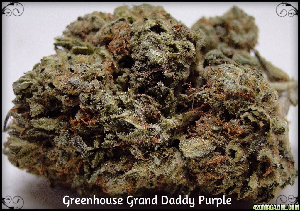 Greenhouse_Grand_Daddy_Purple.jpg