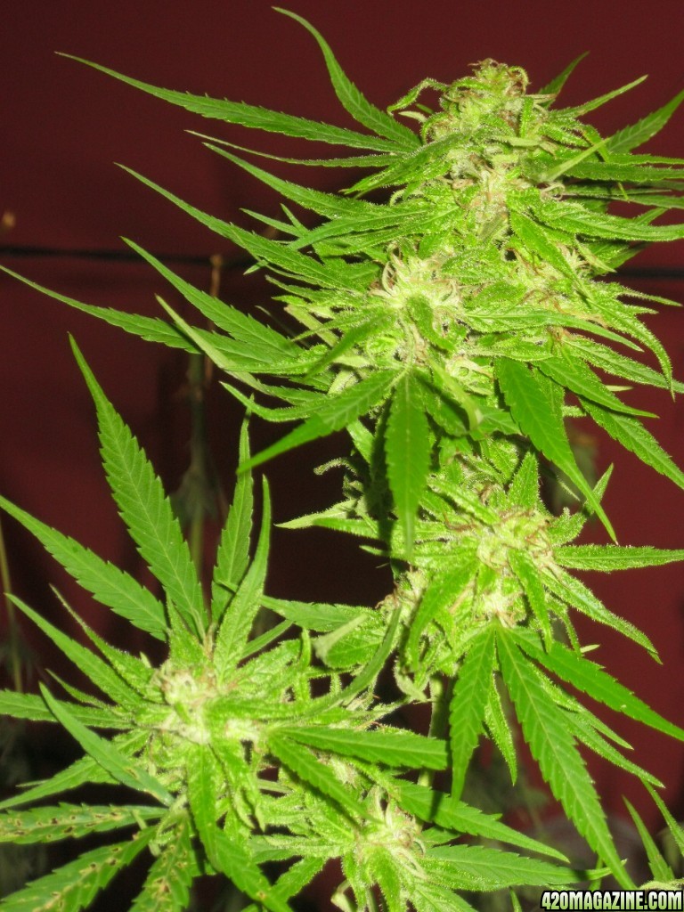 Grow feminized weed online - America - Discreet shipping
