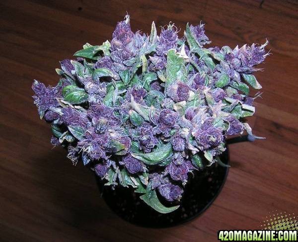 purple-haze5.jpg