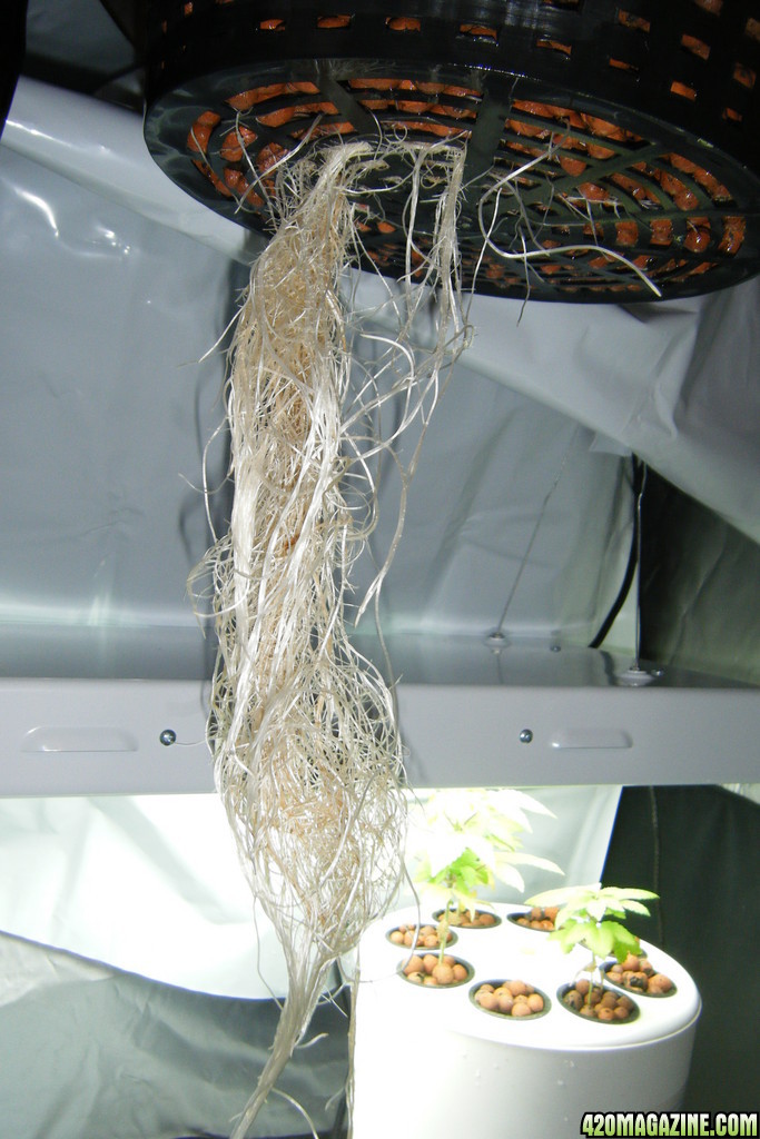 097_mother_roots_day45.JPG