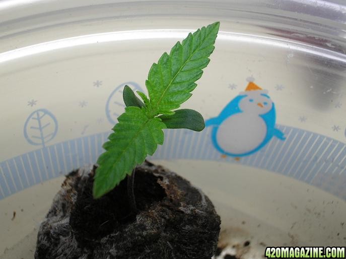 1-19-11_Sprout_3.JPG