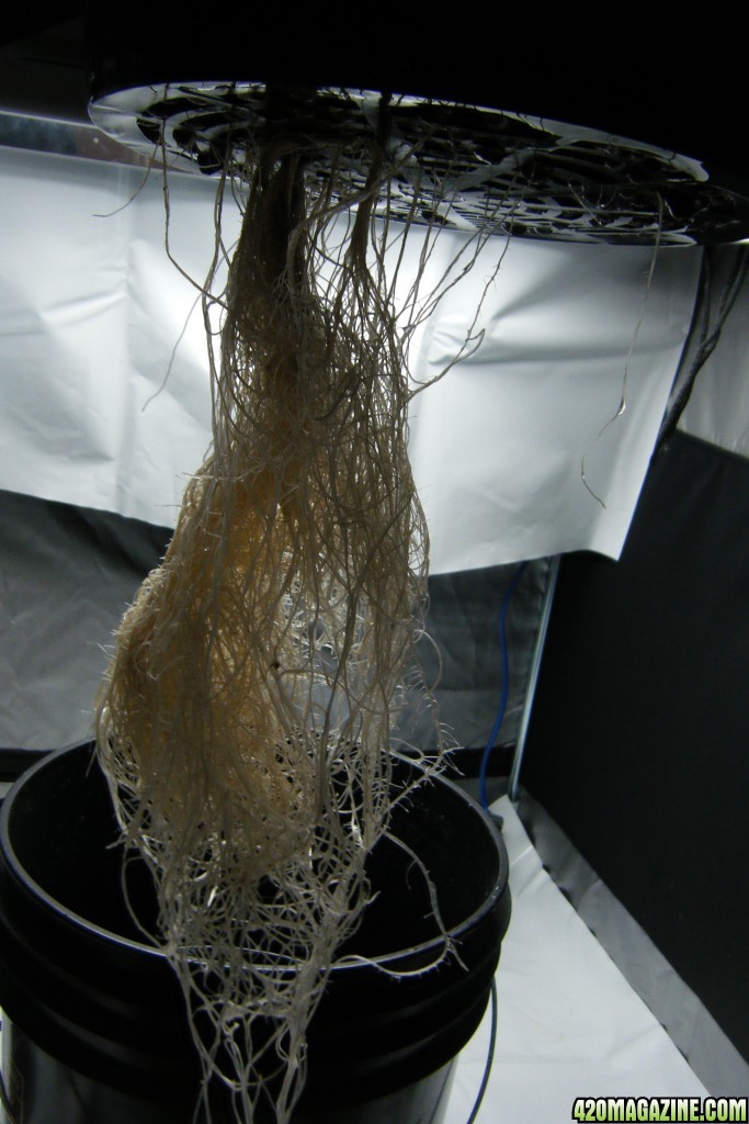 140_mother_roots_day52.JPG