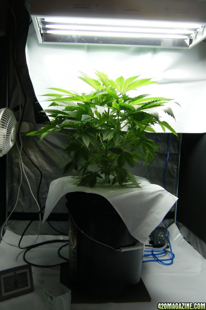 154_mother_tent_day59.JPG