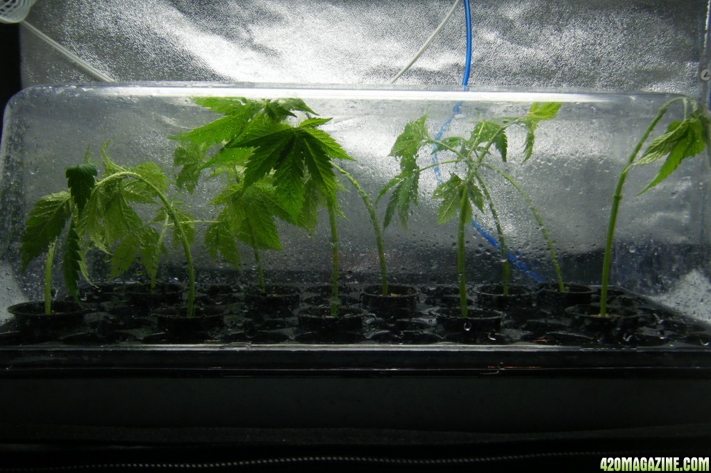 177_cuttings_from_mother_day64_clone_day0.JPG