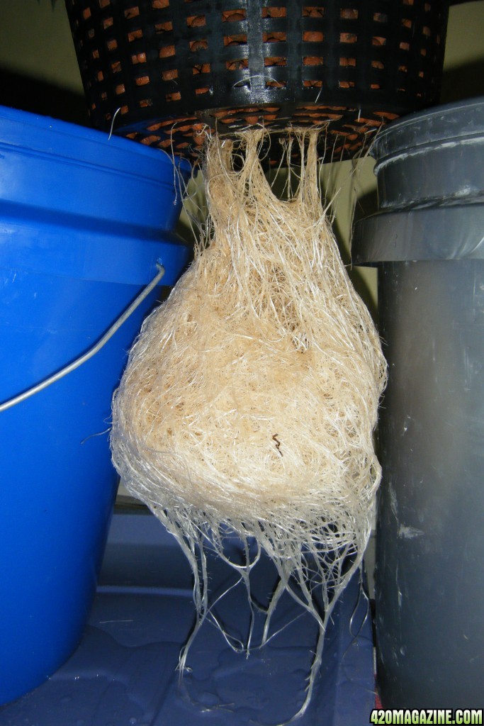184_mother_roots_day66.JPG