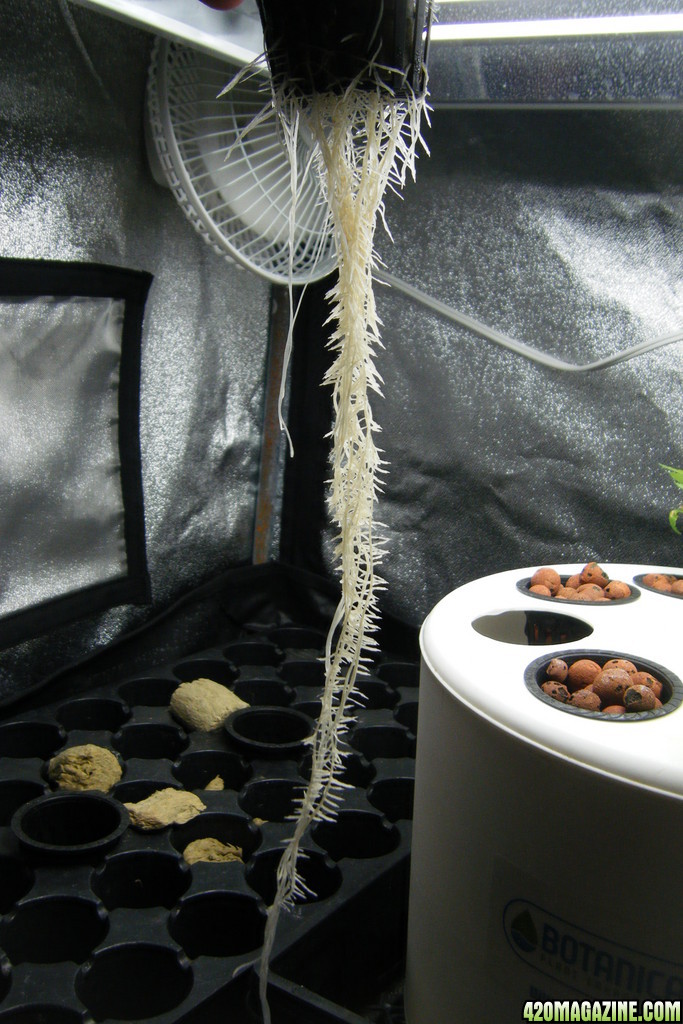38_roots_day29.JPG