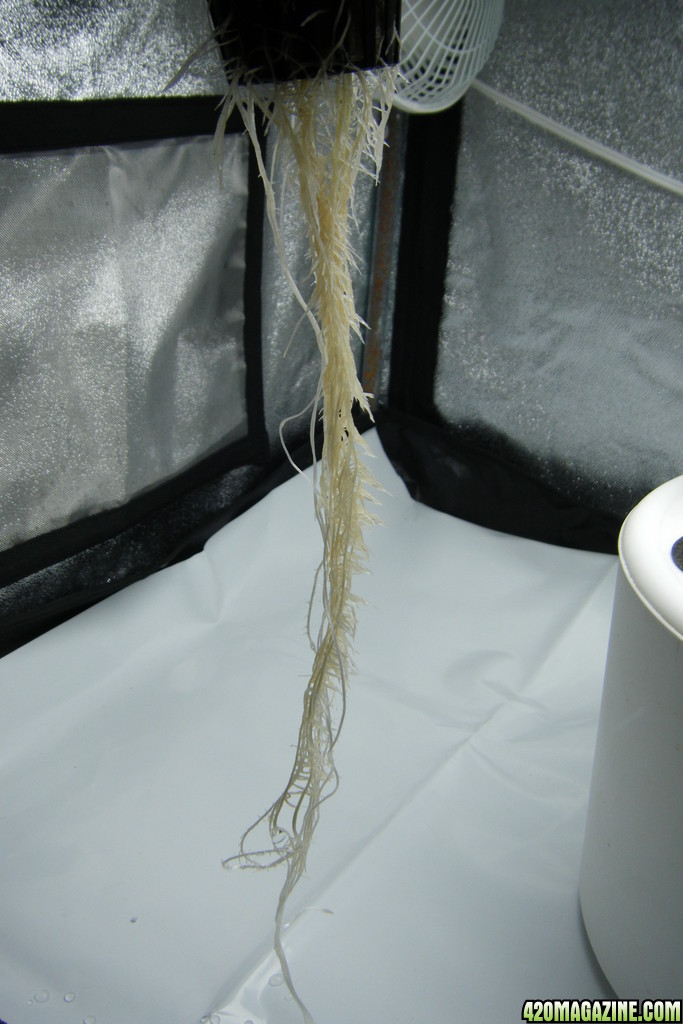 42_roots_day30.JPG