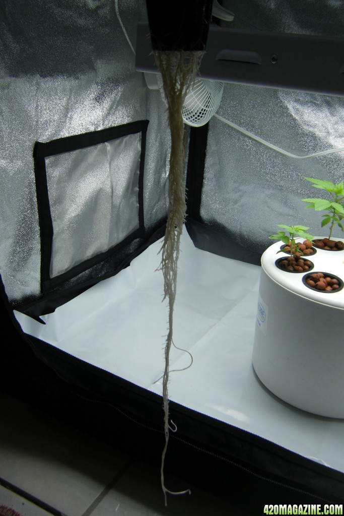 46_roots_day31.JPG