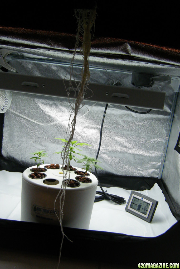 50_roots_day32.JPG