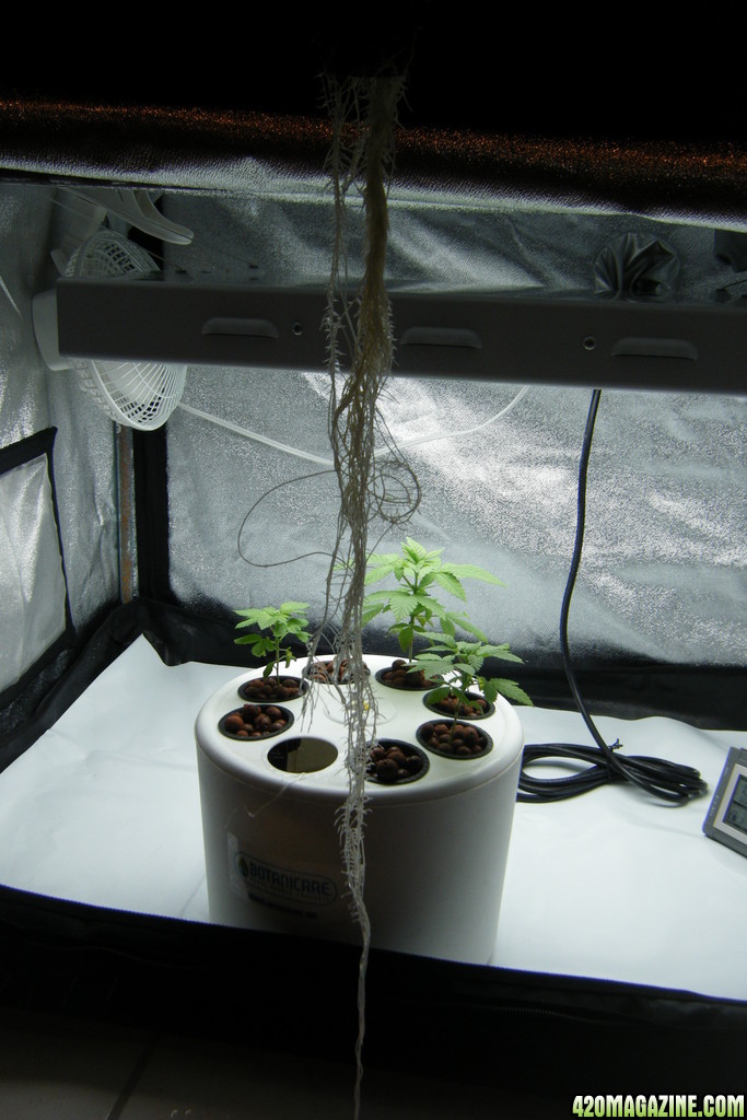 53_roots_day33.JPG