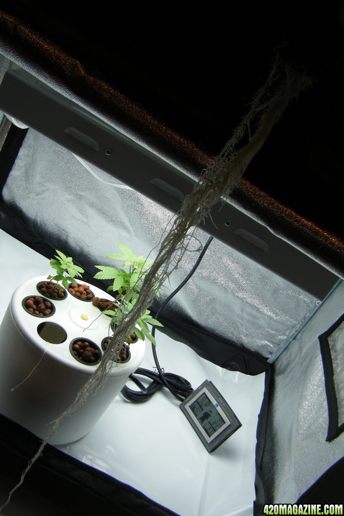 56_roots_day34.JPG