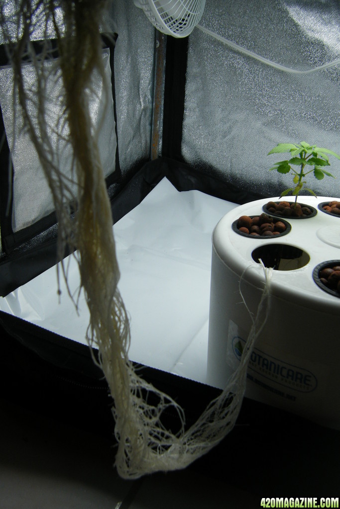 61_roots_day36.JPG