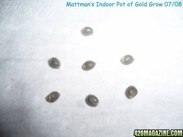 7-Pot-of-gold-Seeds.JPG