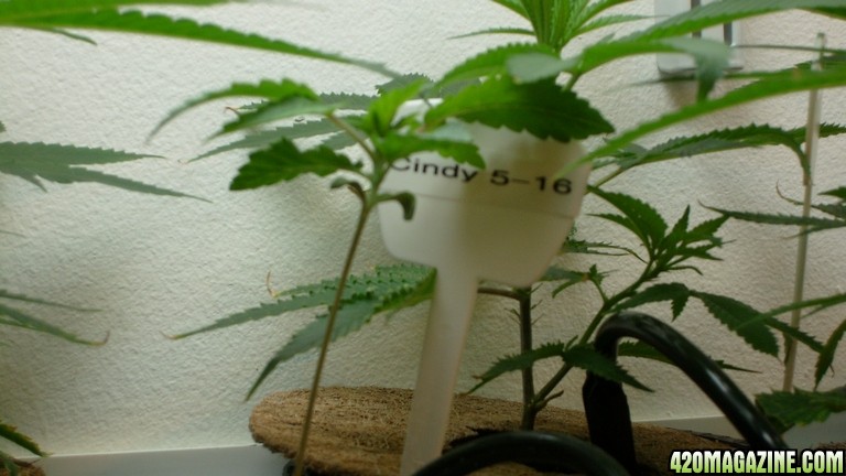 Cindy99_almost_3_weeks_since_we_found_her_seed.JPG