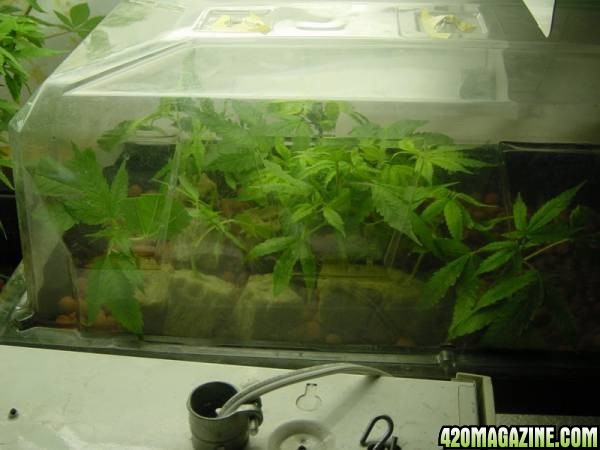 Clones_7_day_withs_roots_004.JPG