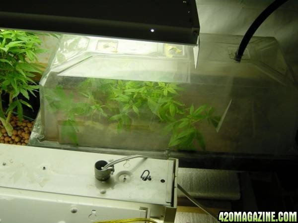 Clones_7_day_withs_roots_005.JPG
