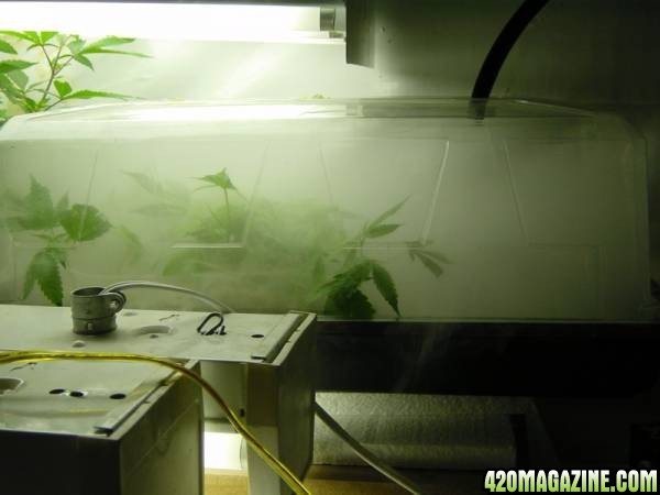 Clones_7_day_withs_roots_006.JPG