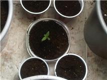 Experiment_plant_4_seedslings.jpeg