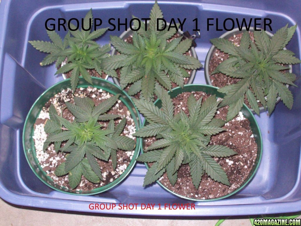 Group_shot_Day_1_flower.JPG