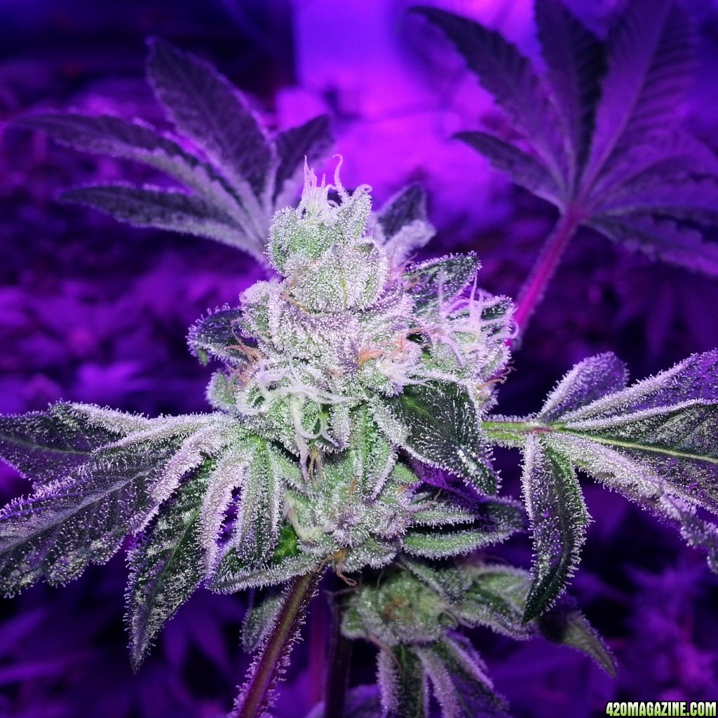 Plants grown with Lush Lighting LED grow lights from ...