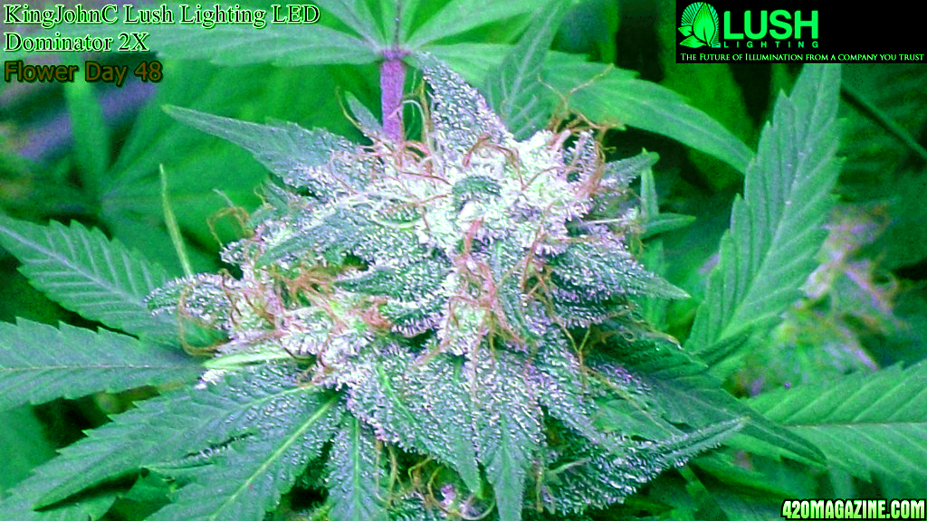 KingJohnC_s_Lush_Lighting_LED_Dominator_2X_Soil_Indoor_Grow_Journal_and_Review_2014-06-28_-_192.png