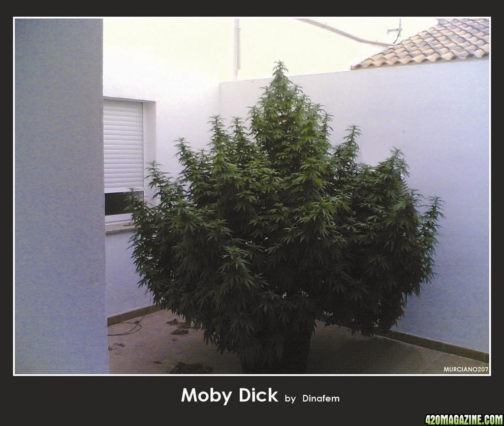 Moby Dick Led