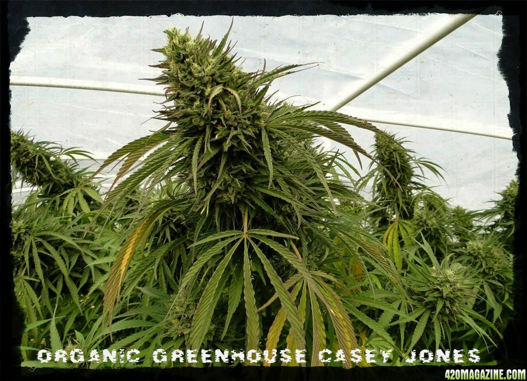 Organic_Greenhouse_Casey_Jones.jpg