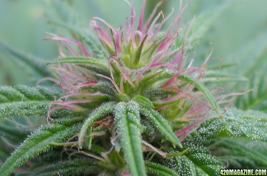 Pink_Lady_Bagweed_-_420_Contest_Pic_1.JPG