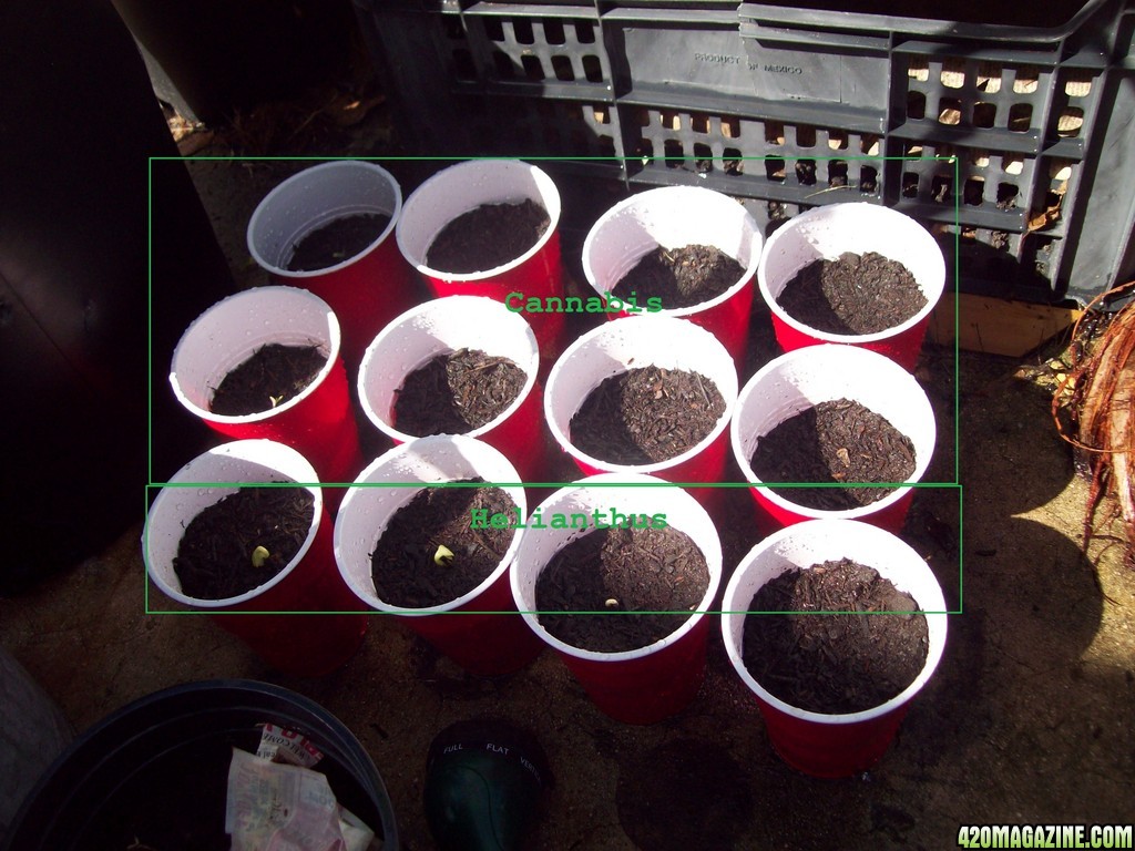 Seedlings_2_28-9-2013.jpg