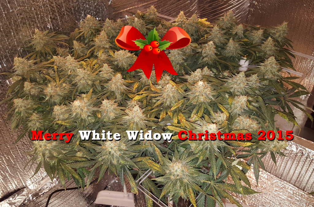 White_Widow_Christmas.png