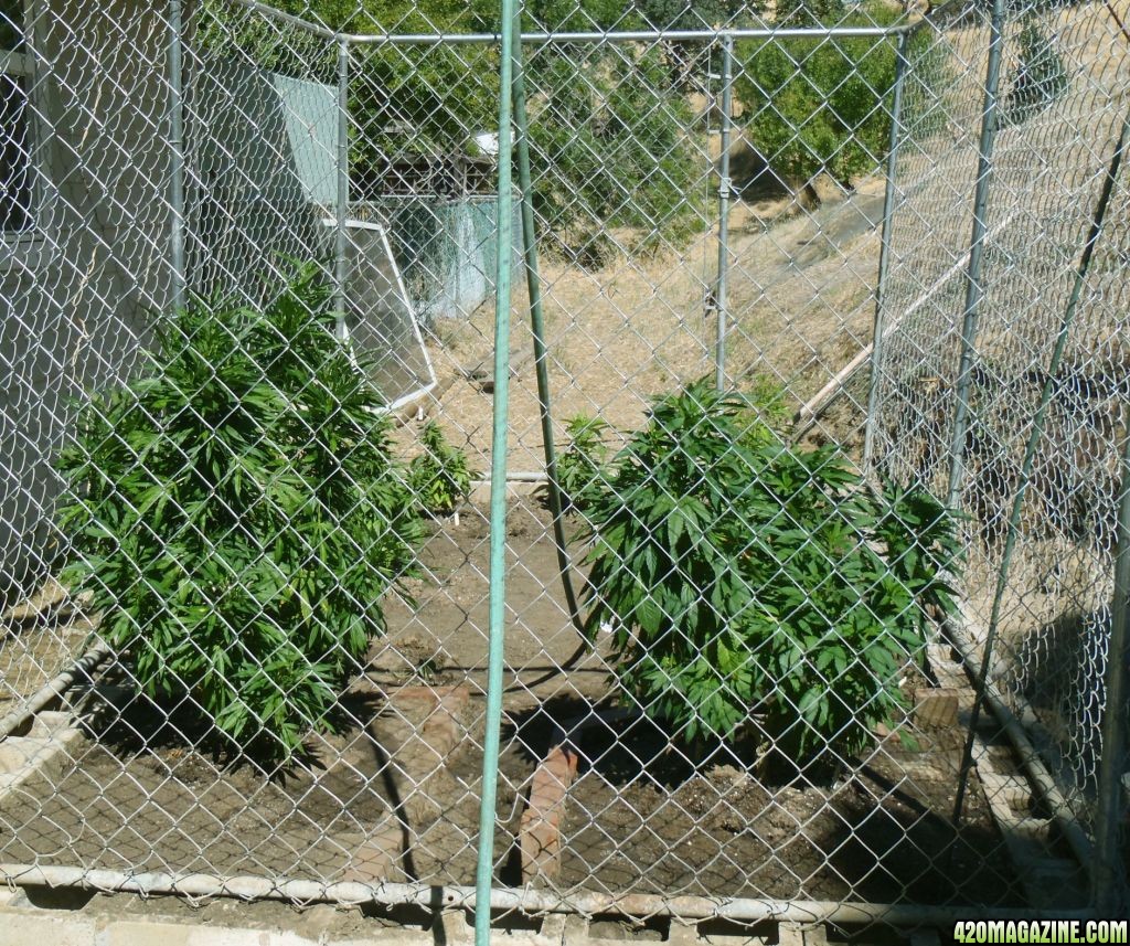 cage_garden_from_front_July11.jpg