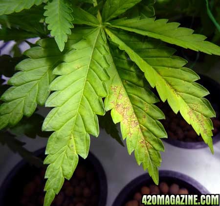 cannabis-calcium-deficiency-bottom-plant-lack-of-light-sm.jpg