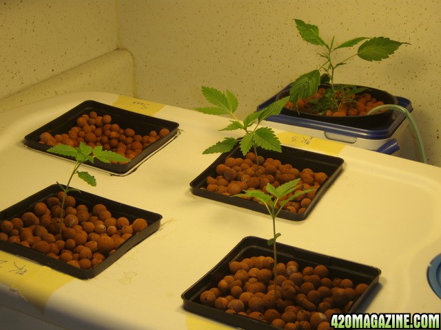 kiwi_seedlings2.jpg