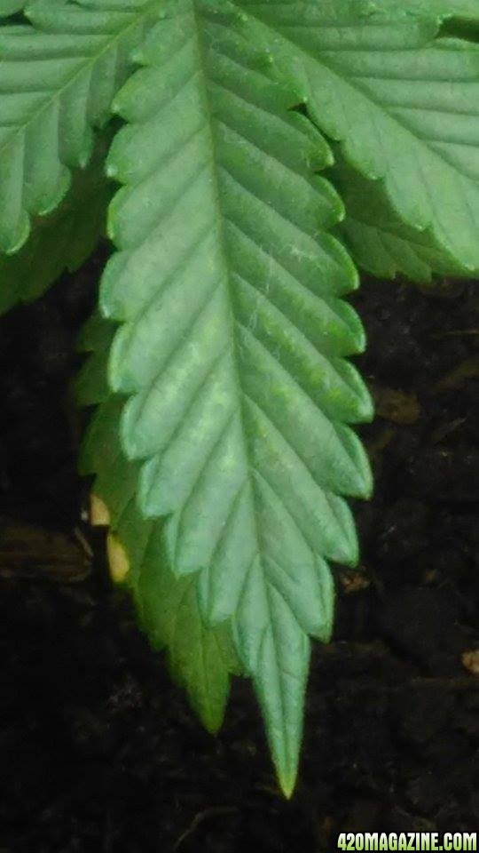 leafburn.jpg