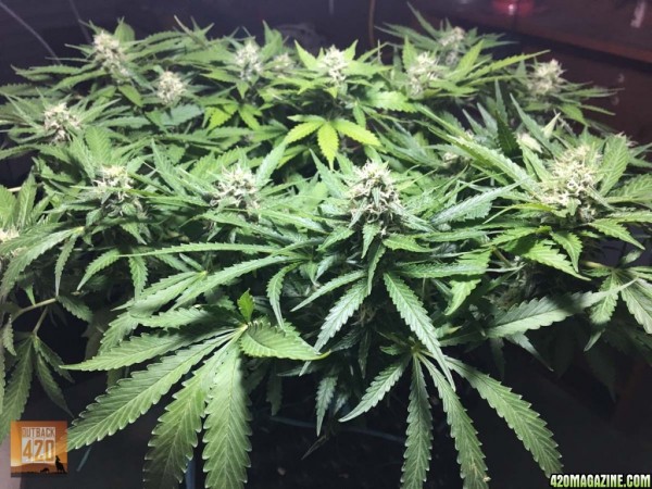 Cannabis-Grow-Autumn2017-Day42-10.jpg