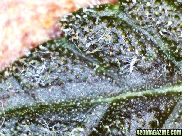 trichs_on_Moby_Dick.jpg