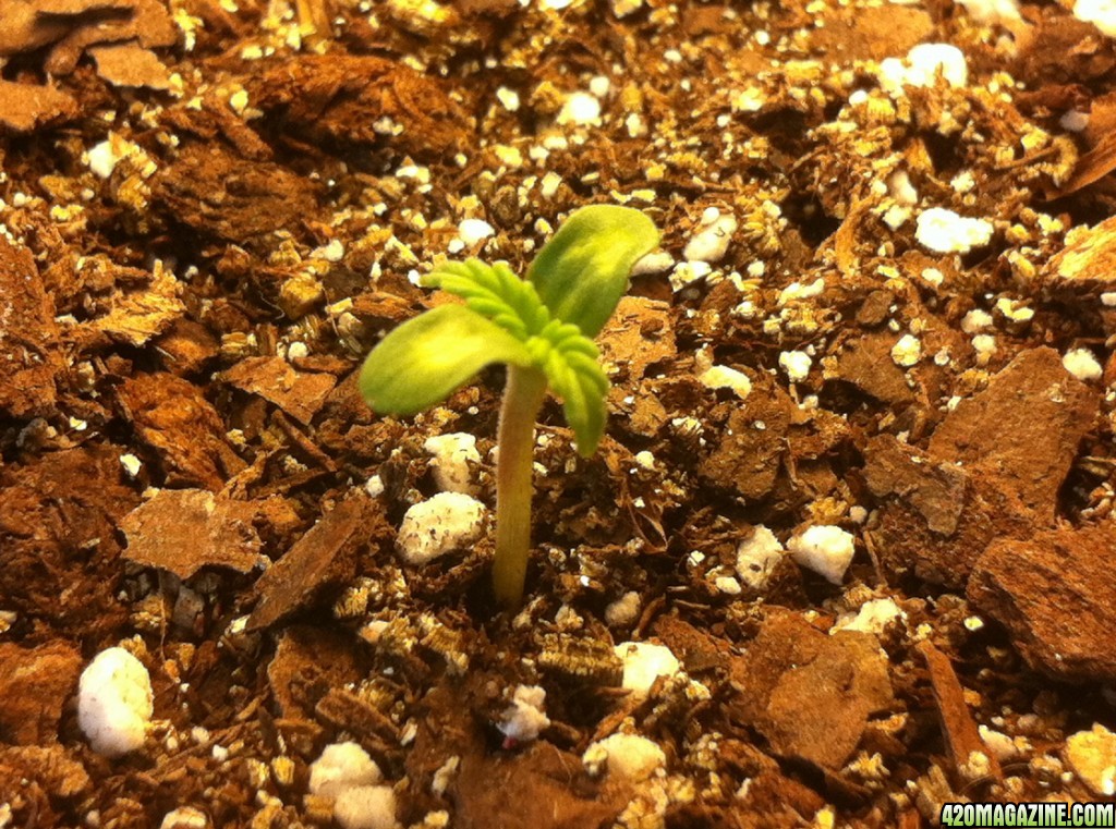 sprout29.jpg