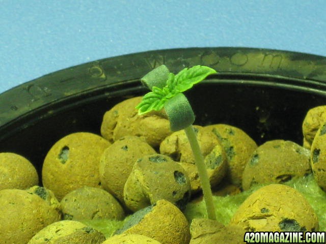sprout31.jpg