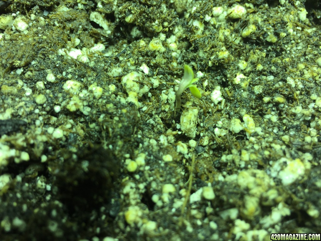 12-07-2016_Day_3_Seedlings_starting_to_pop_out.JPG