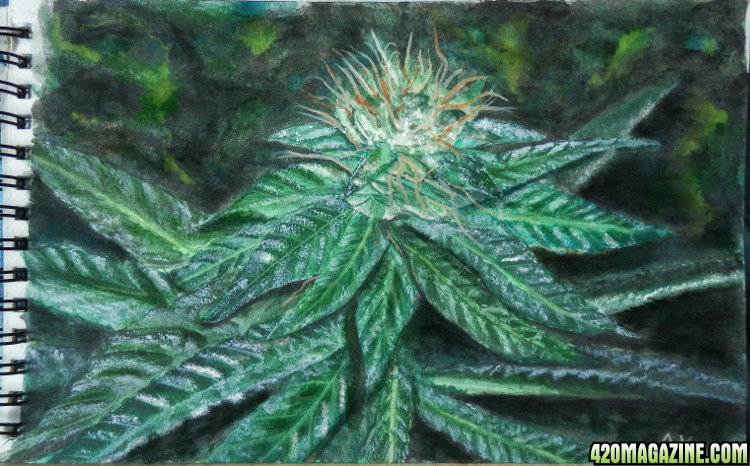 cannabis14.jpg