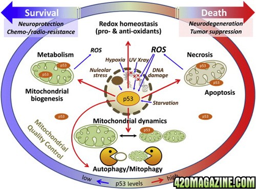 Mitochondrial_maintenance.jpg